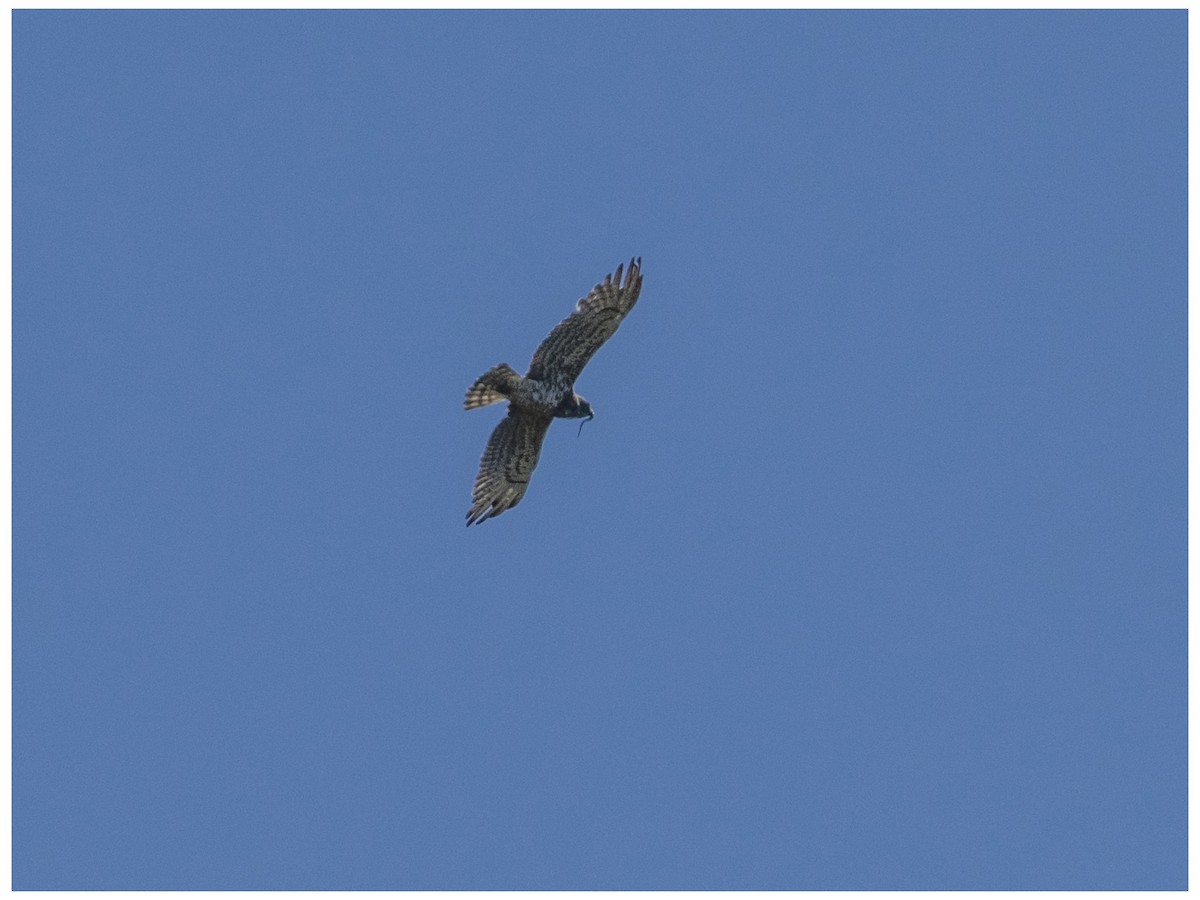 Short-toed Snake-Eagle - ML628127708