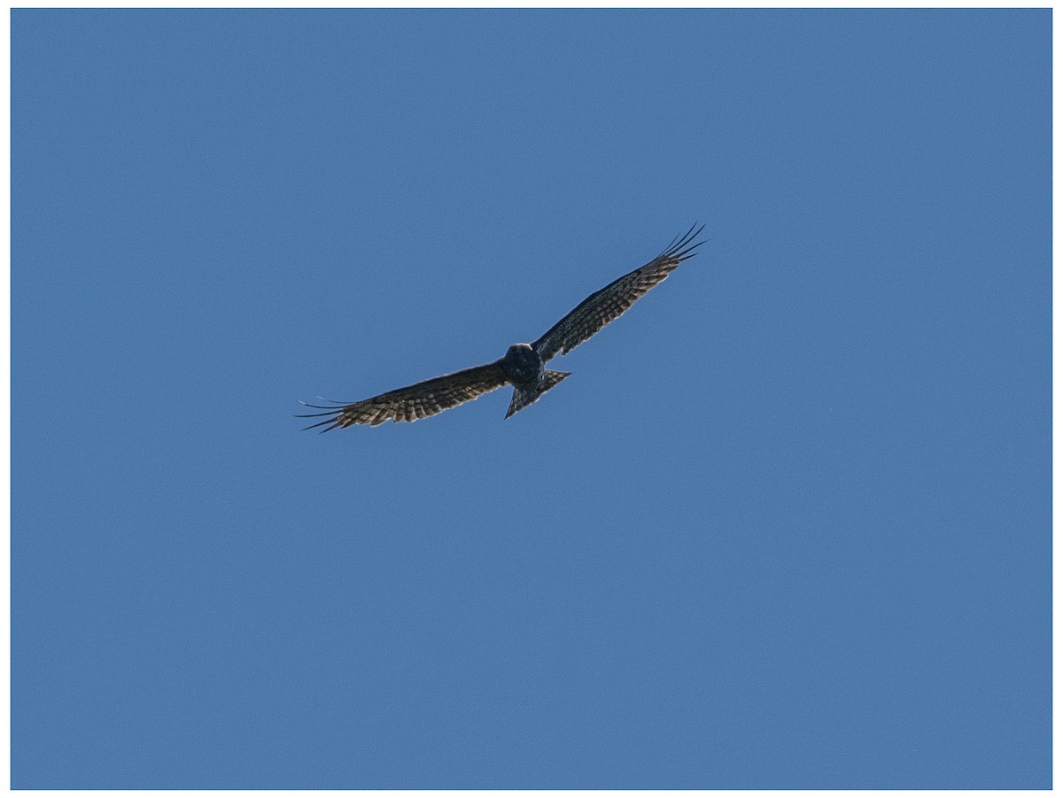 Short-toed Snake-Eagle - ML628127709