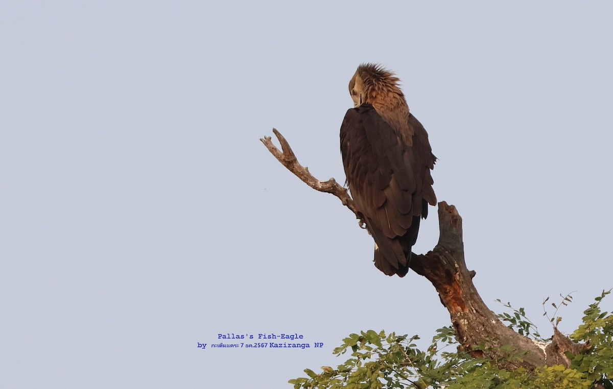 Bindenseeadler - ML628127769