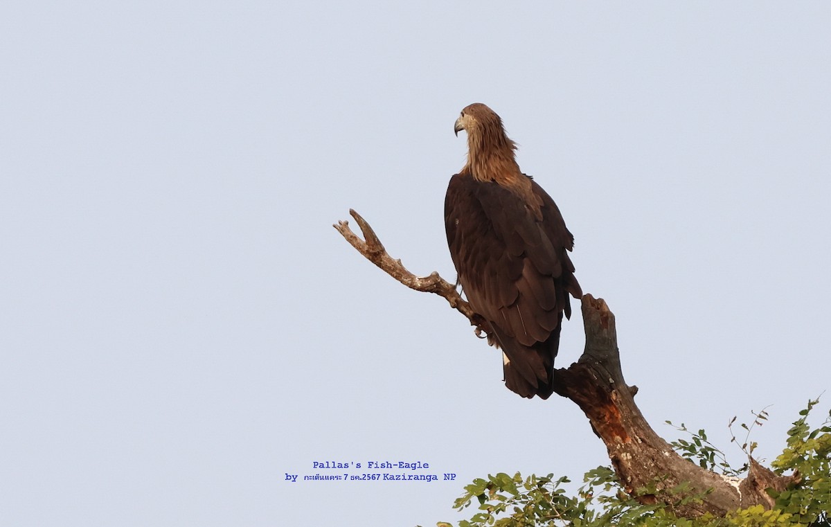 Bindenseeadler - ML628127777