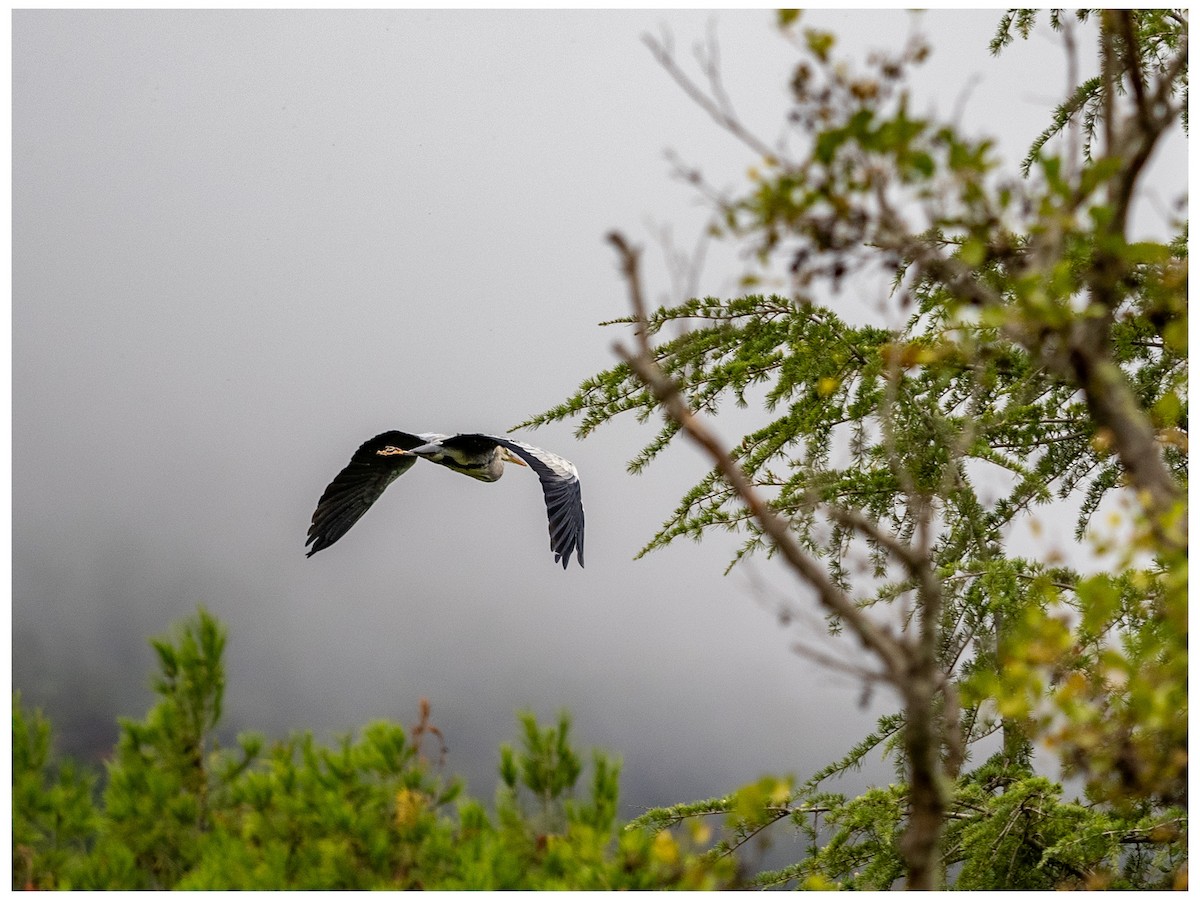 Gray Heron - ML628127906