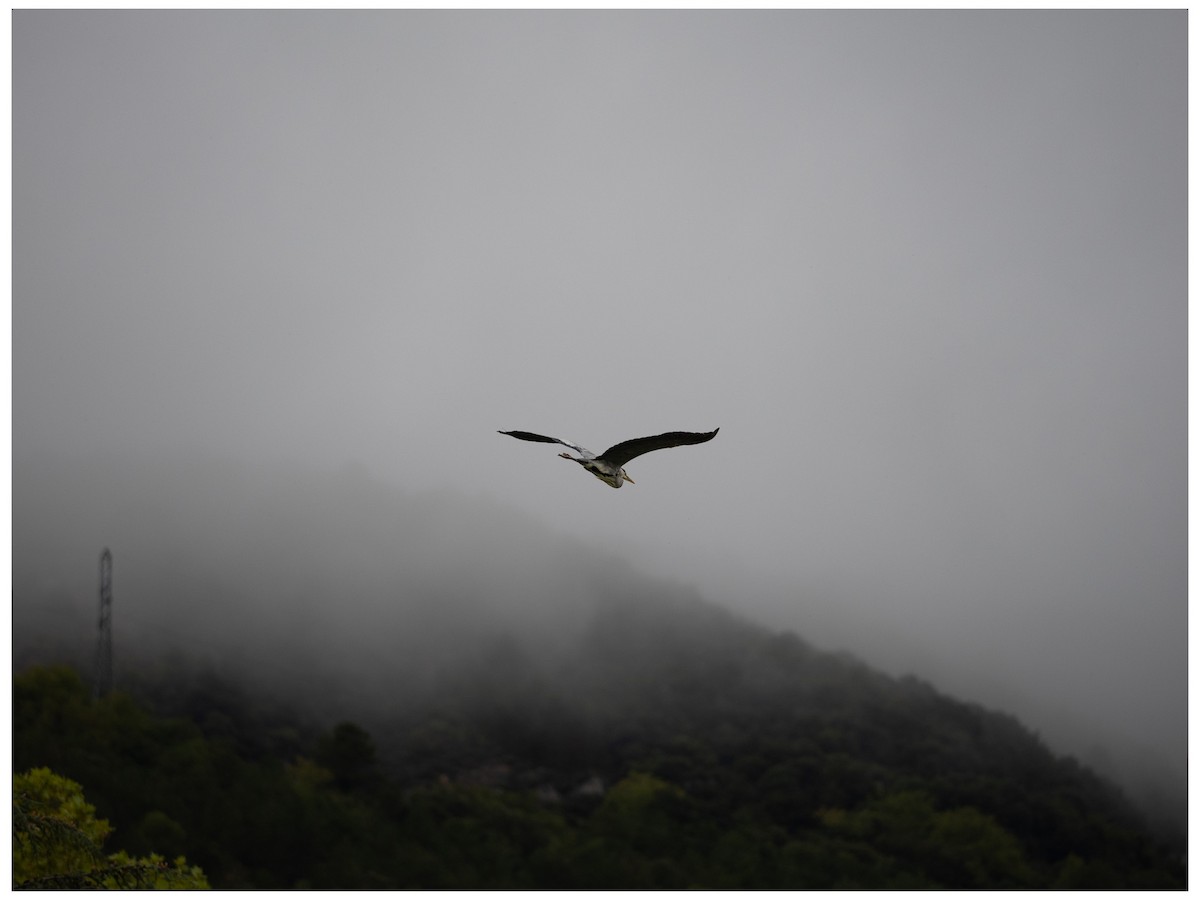 Gray Heron - ML628127907