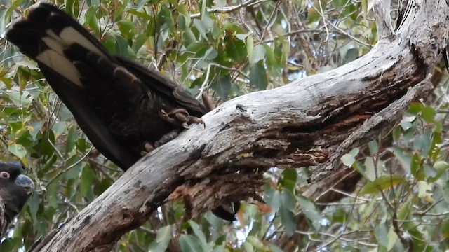 Baudin's Black-Cockatoo - ML628127928