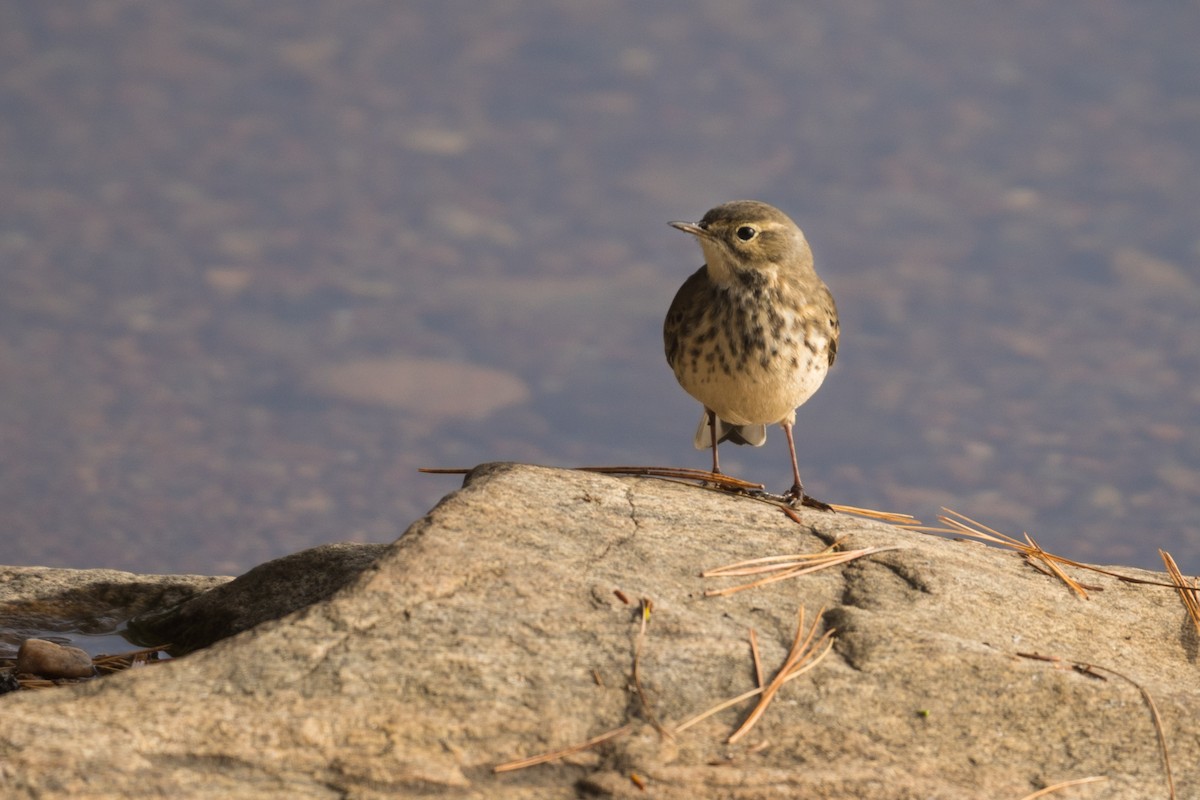 American Pipit - ML628127938