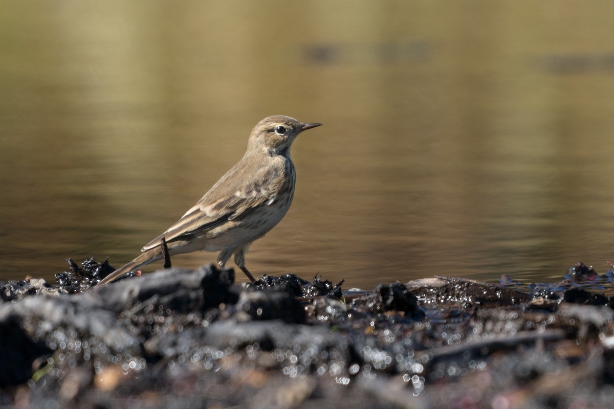 American Pipit - ML628127939