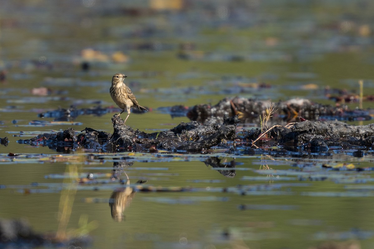 American Pipit - ML628127941