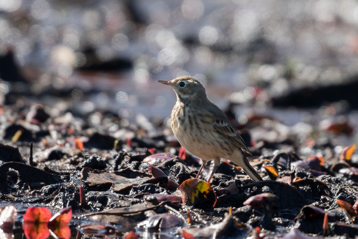 American Pipit - ML628127942
