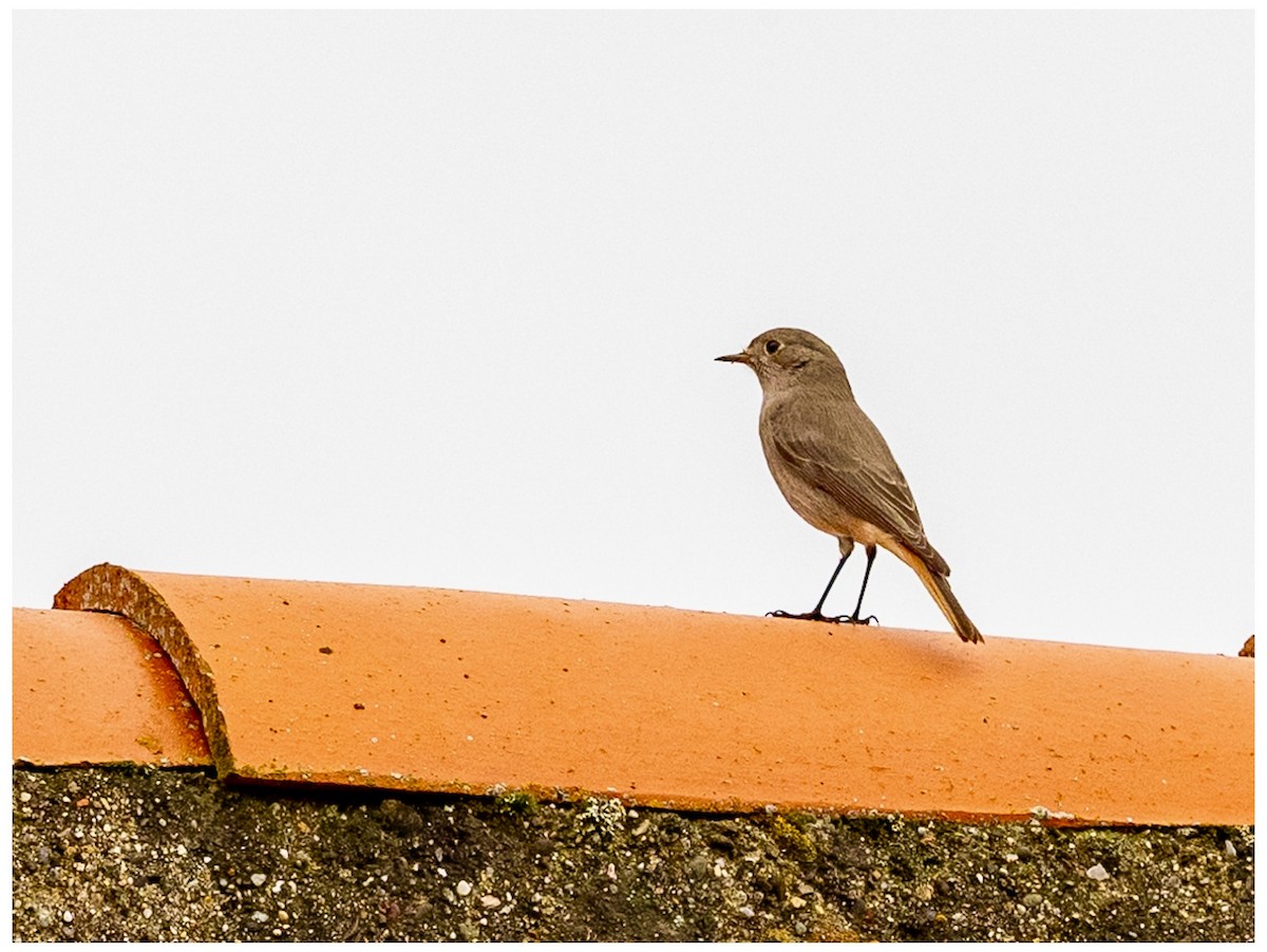 Black Redstart - ML628127964