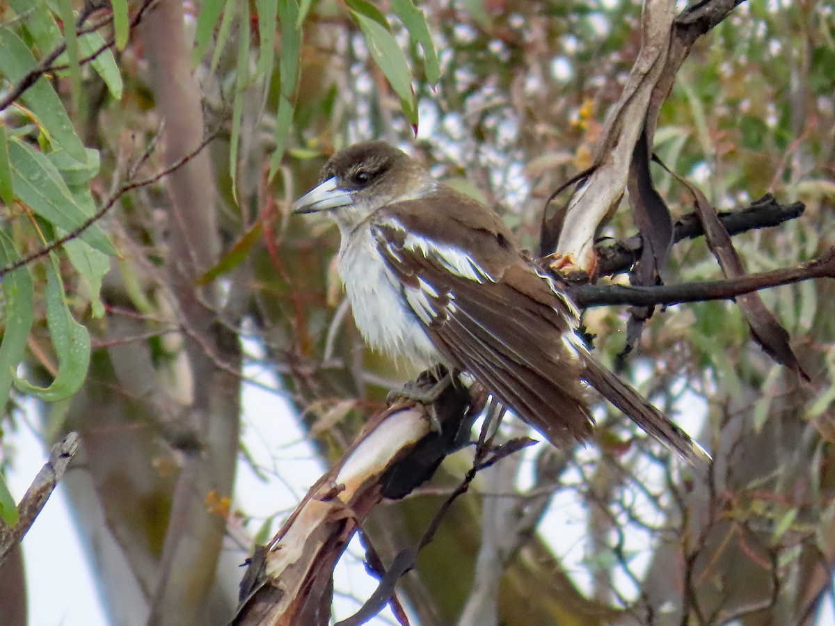 Pied Butcherbird - ML628127976