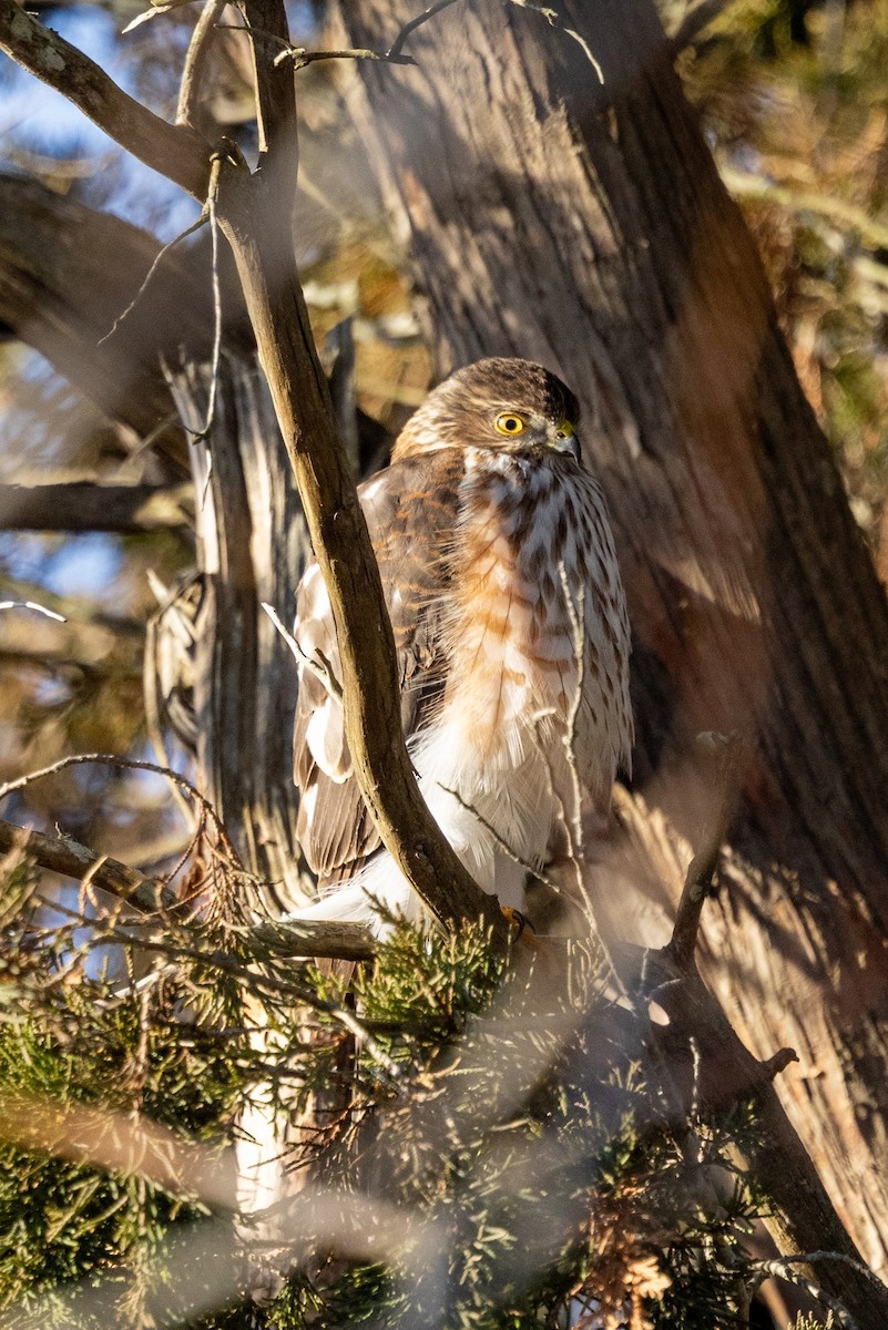 Sharp-shinned Hawk - ML628128033