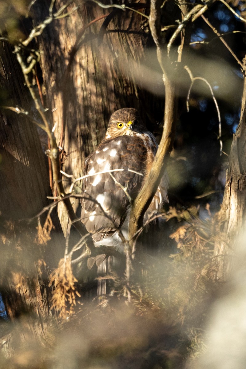 Sharp-shinned Hawk - ML628128036