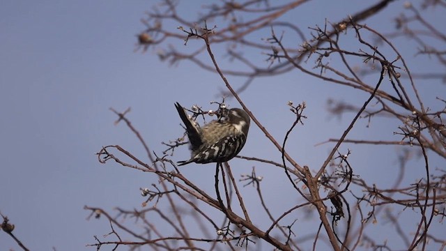Japanese Pygmy Woodpecker - ML628128062