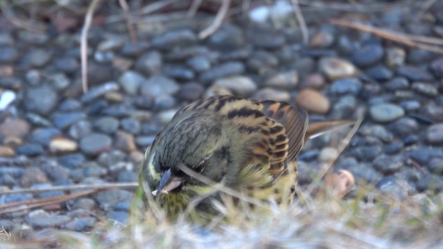 Masked Bunting - ML628128201