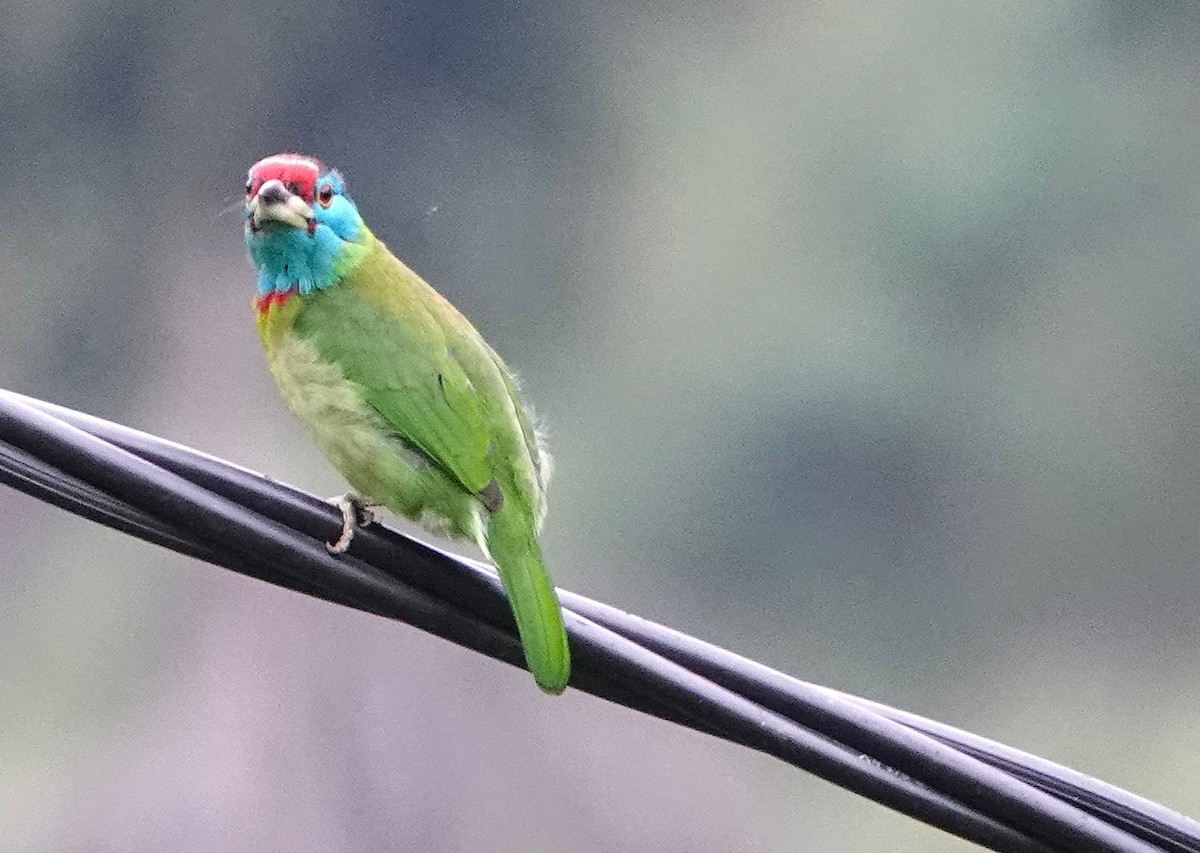 Blue-throated Barbet - ML628128337