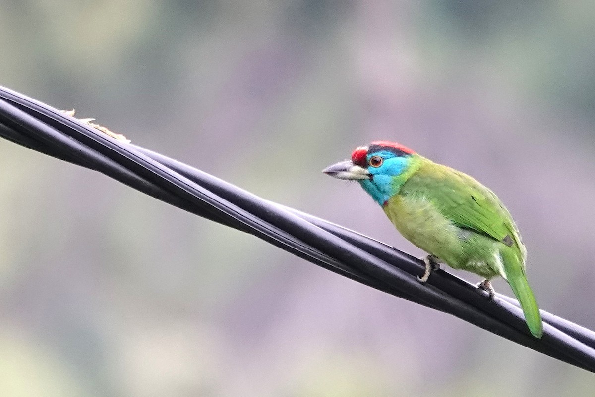 Blue-throated Barbet - ML628128338