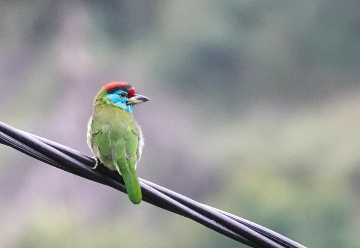 Blue-throated Barbet - ML628128339