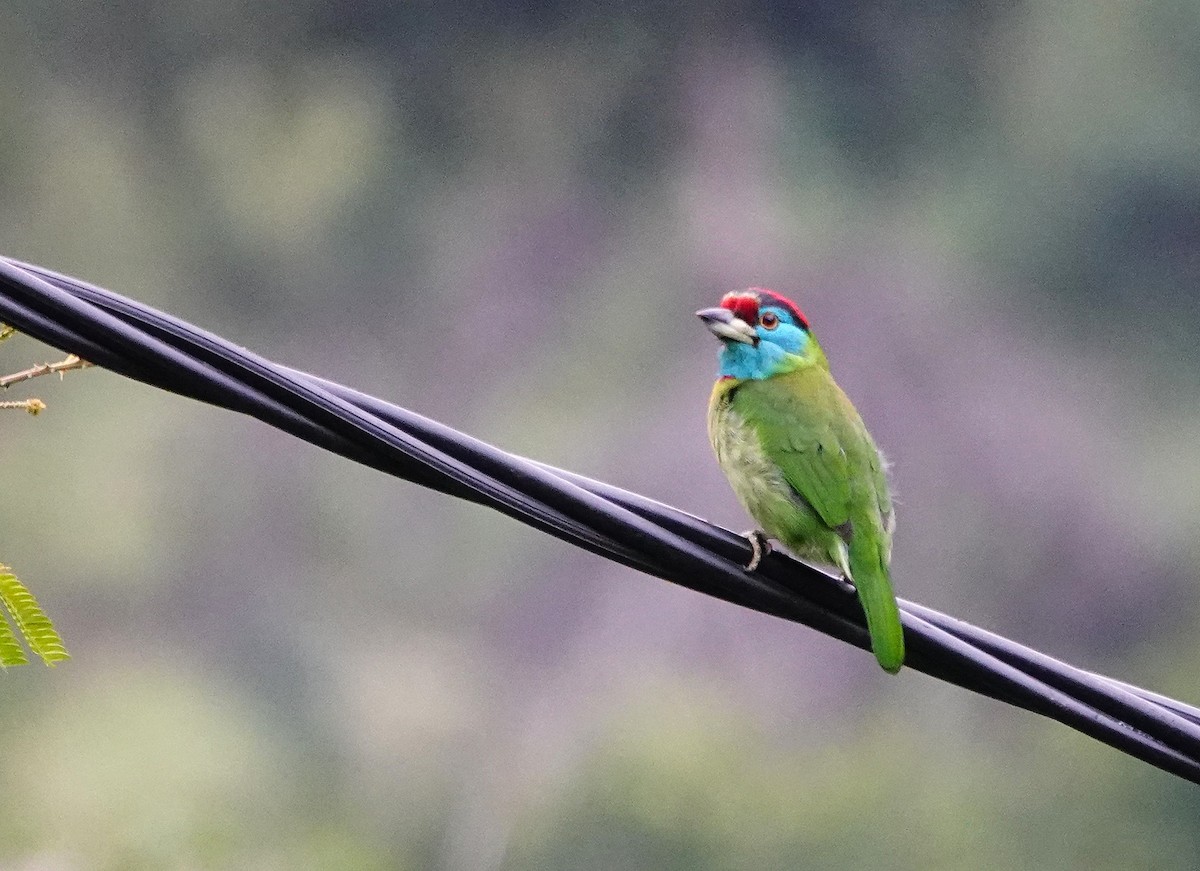 Blue-throated Barbet - ML628128340