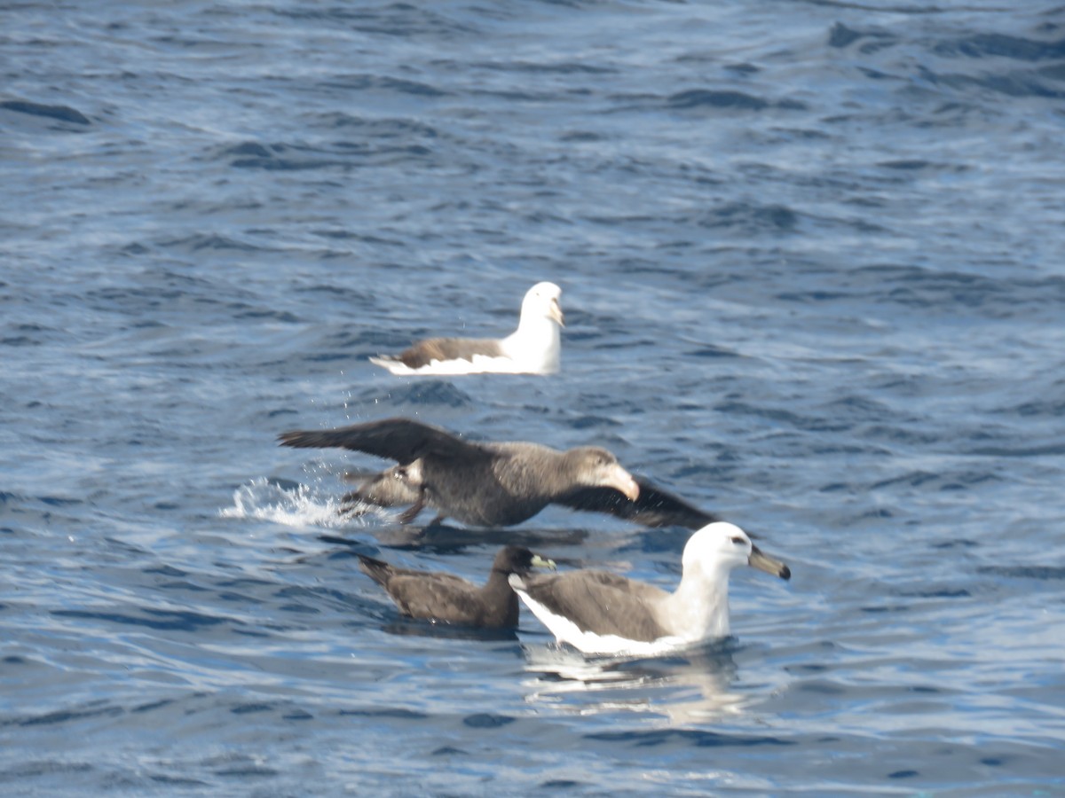 Northern Giant-Petrel - ML628128357