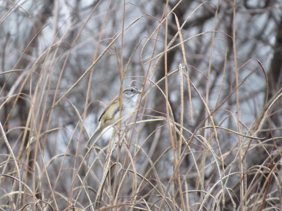 Swamp Sparrow - ML628128658