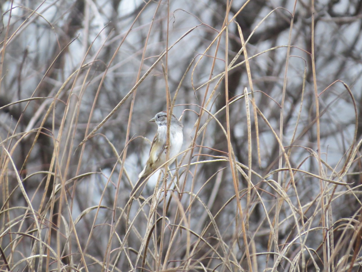 Swamp Sparrow - ML628128659