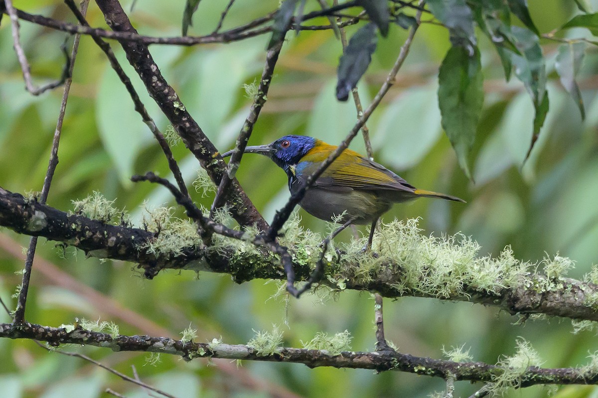 Blue-headed Sunbird - ML628128673