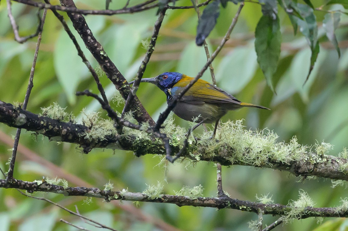 Blue-headed Sunbird - ML628128674