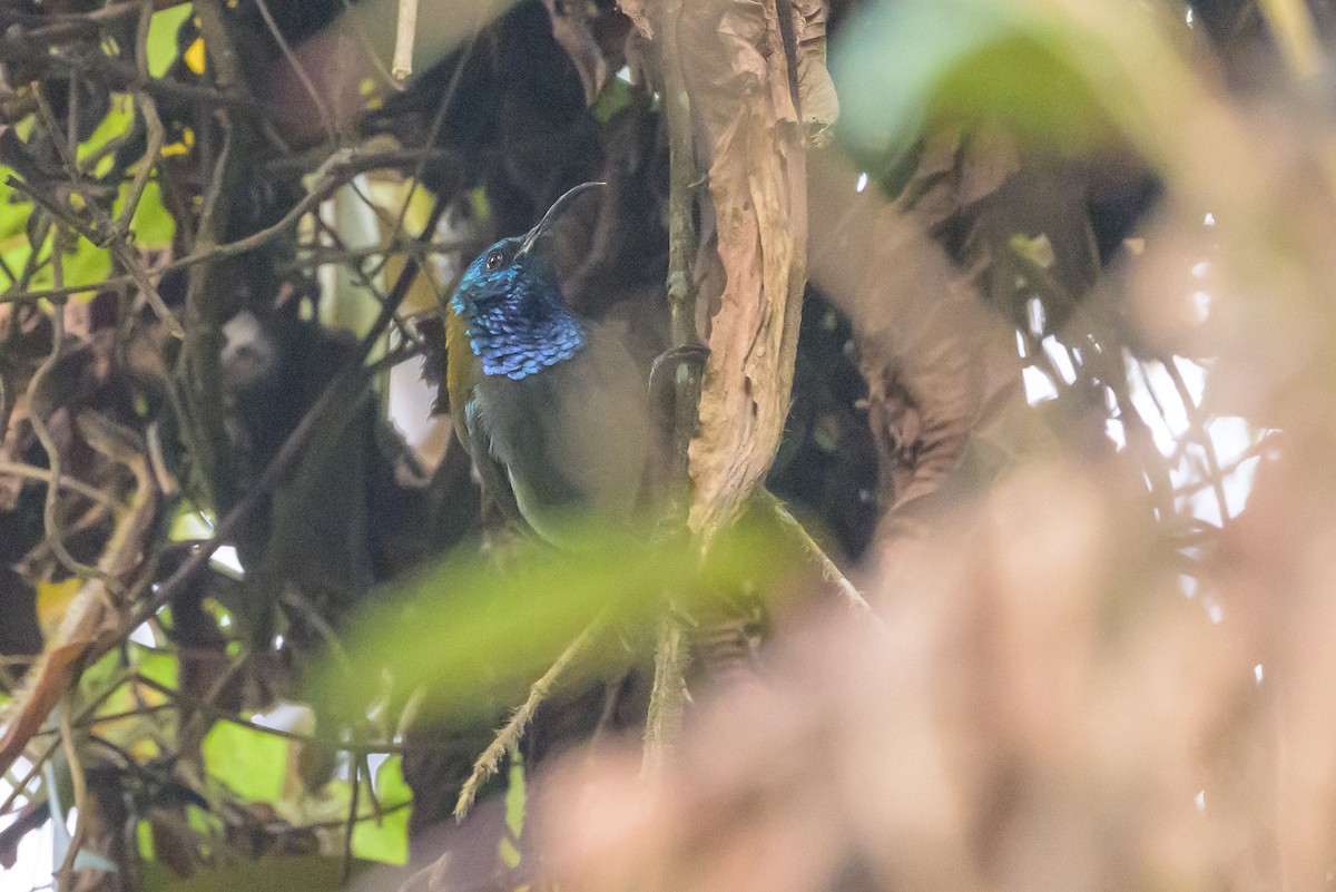 Blue-headed Sunbird - ML628128675