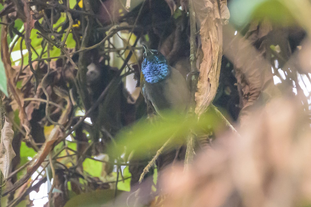 Blue-headed Sunbird - ML628128677