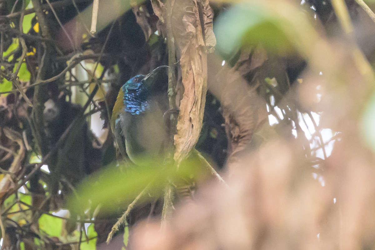 Blue-headed Sunbird - ML628128678