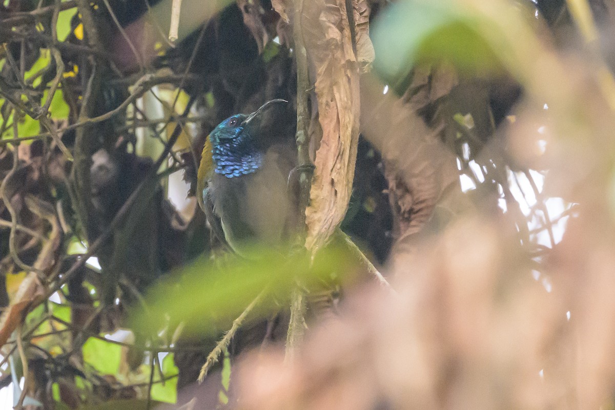 Blue-headed Sunbird - ML628128679