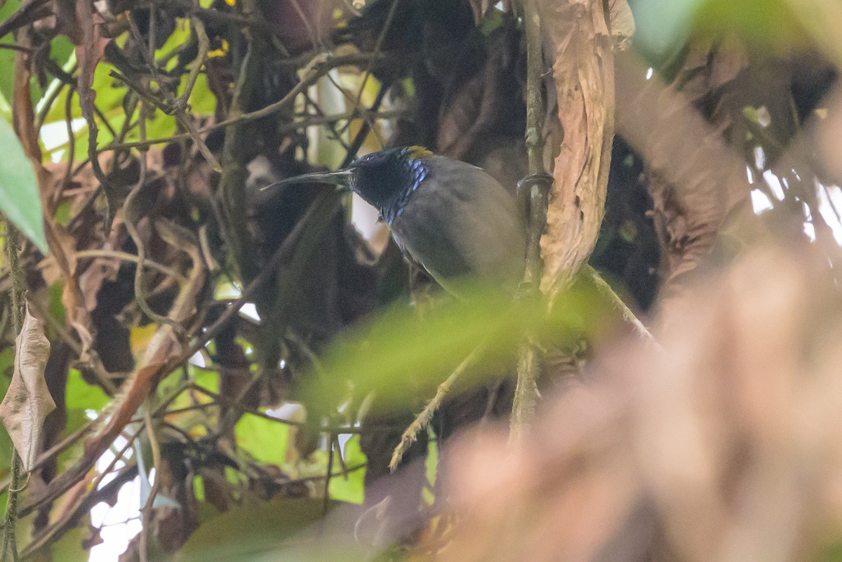 Blue-headed Sunbird - ML628128680