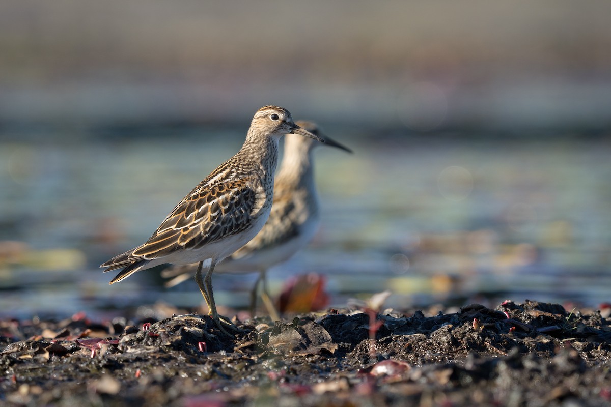 Pectoral Sandpiper - ML628128737