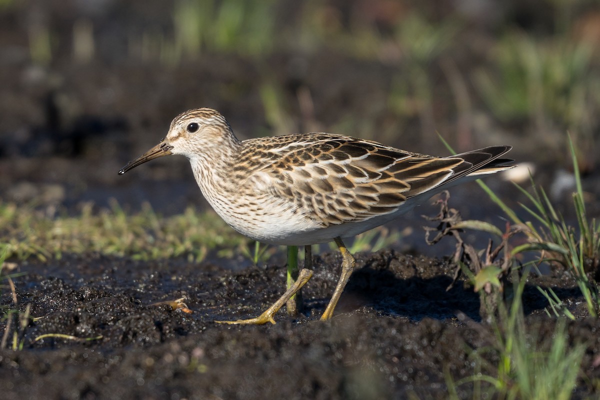 Pectoral Sandpiper - ML628128741