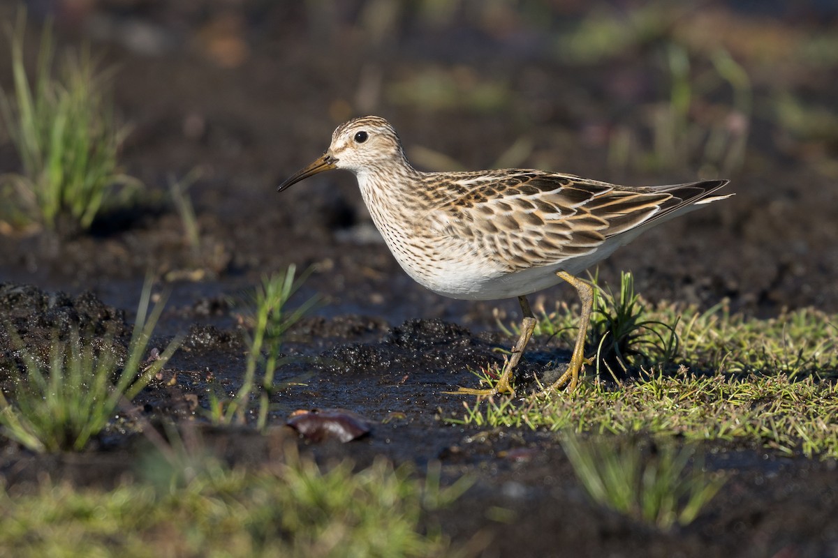 Pectoral Sandpiper - ML628128744