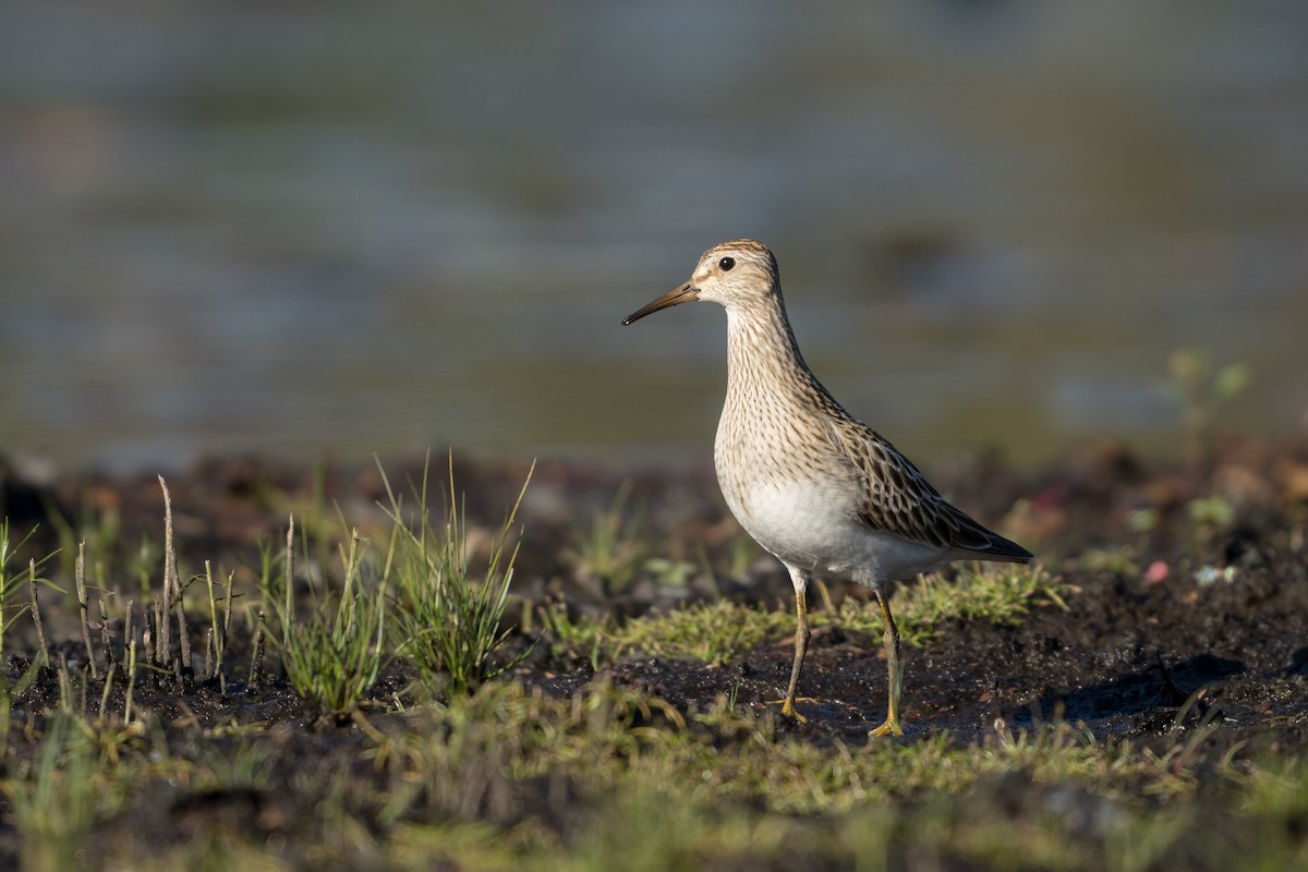 Pectoral Sandpiper - ML628128752