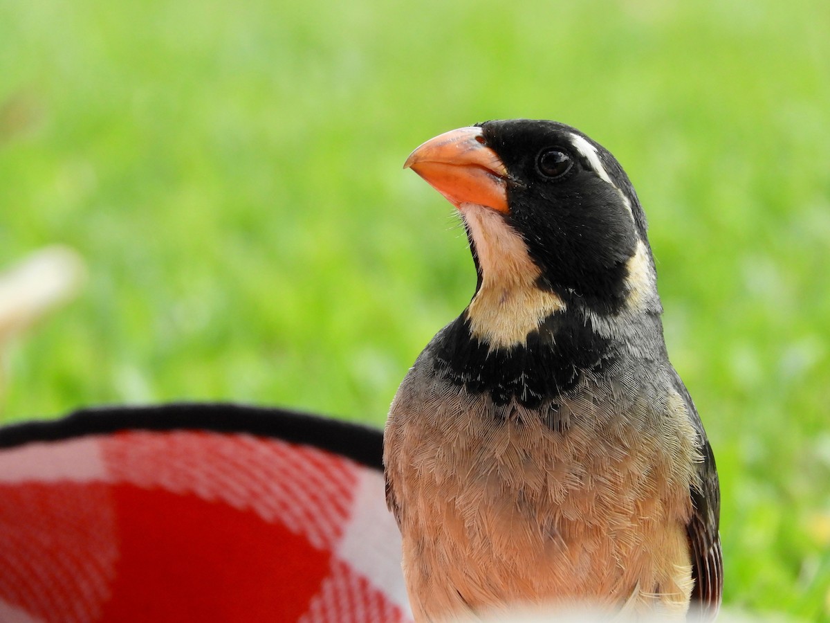 Golden-billed Saltator - ML628128947