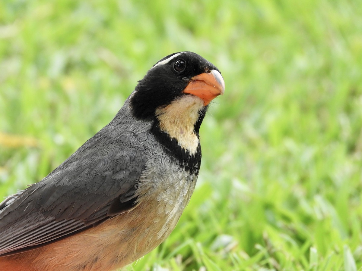 Golden-billed Saltator - ML628128950