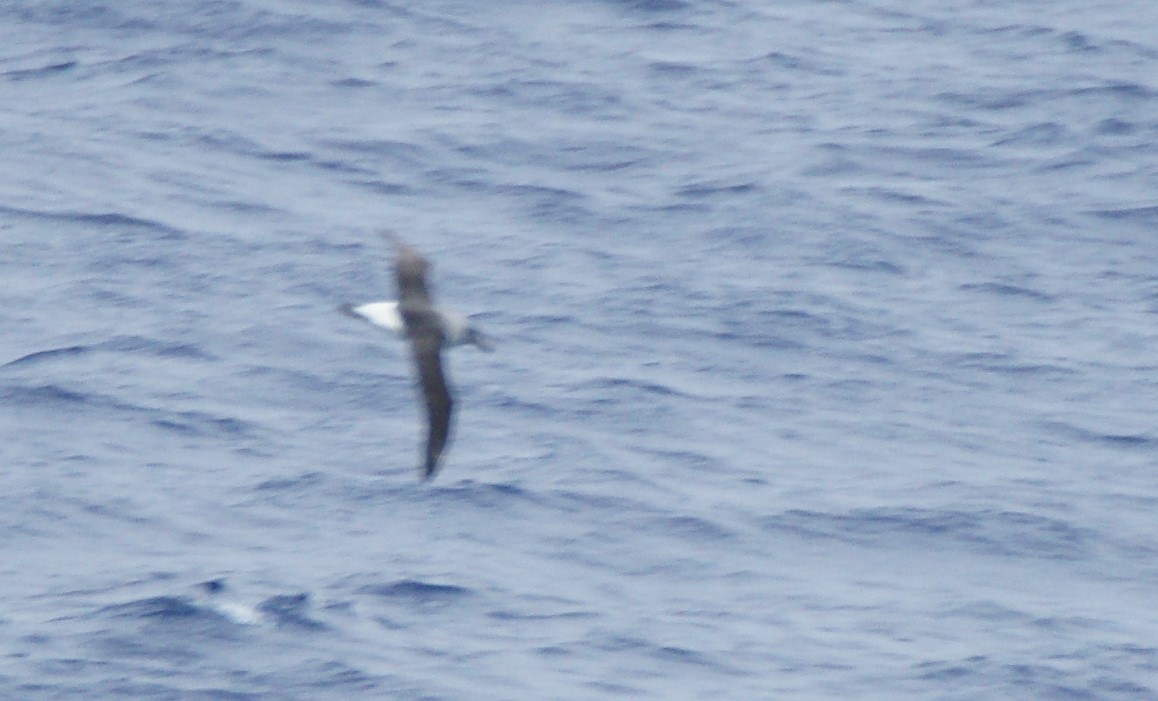 Gray-headed Albatross - ML628128998