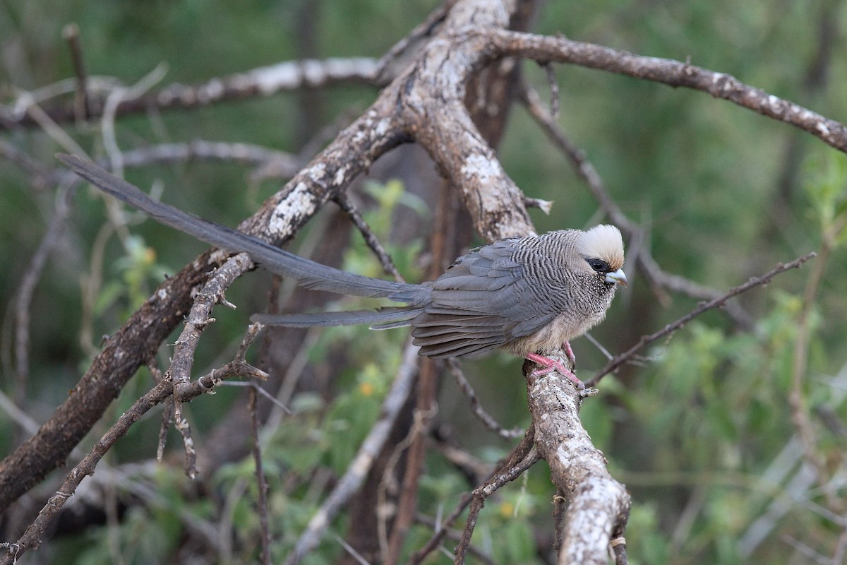 White-headed Mousebird - ML628129010