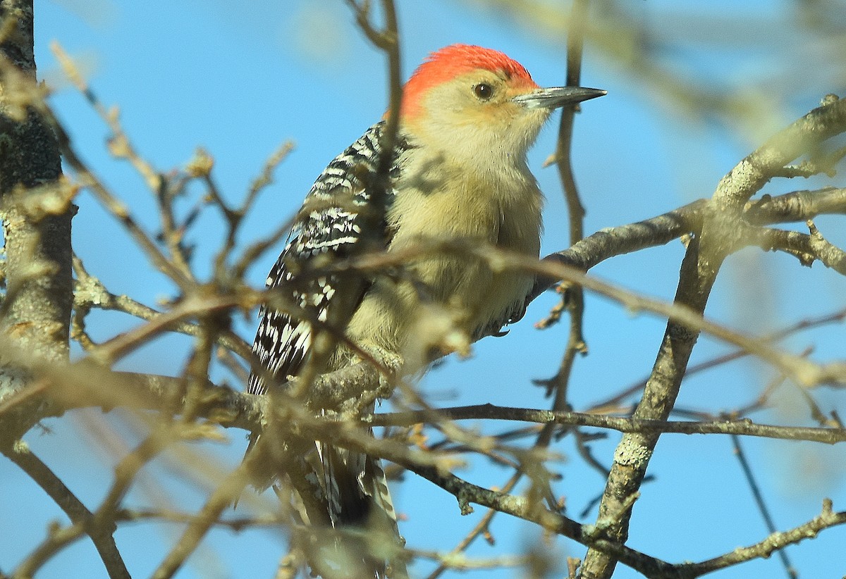 Red-bellied Woodpecker - ML628129257