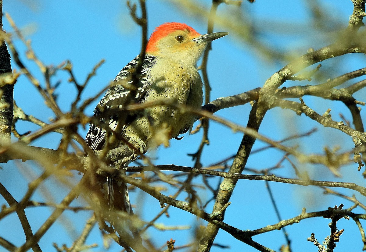 Red-bellied Woodpecker - ML628129258