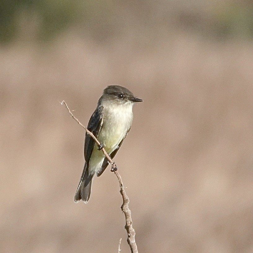 Eastern Phoebe - ML628129295