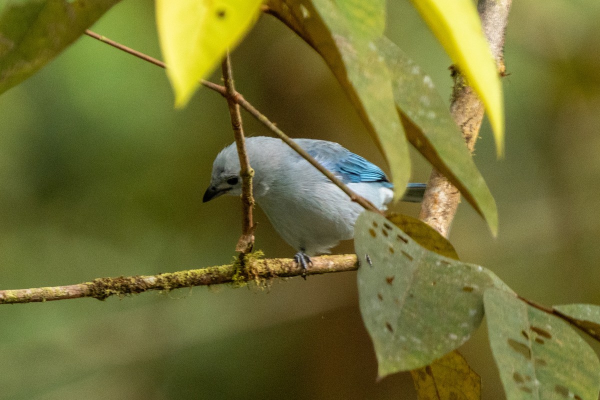 Blue-gray Tanager - ML628129446