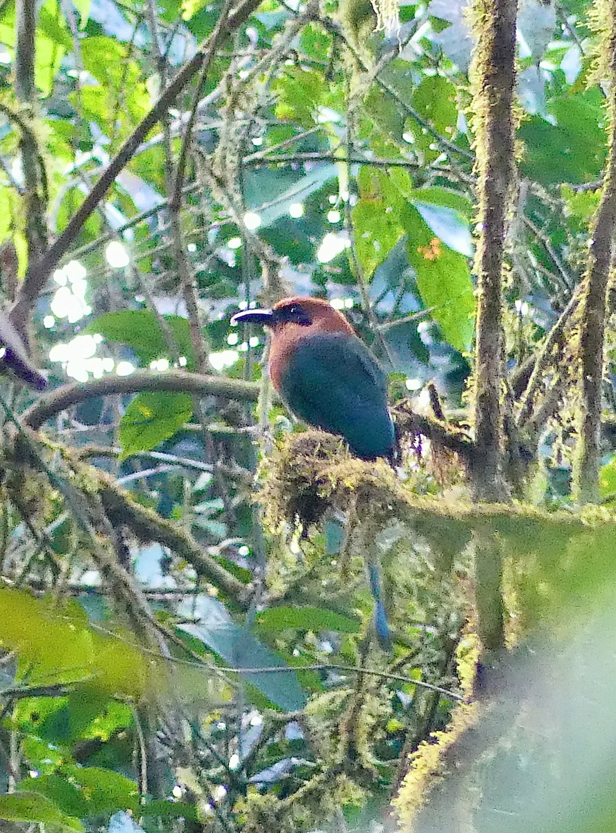 Broad-billed Motmot - ML628129503