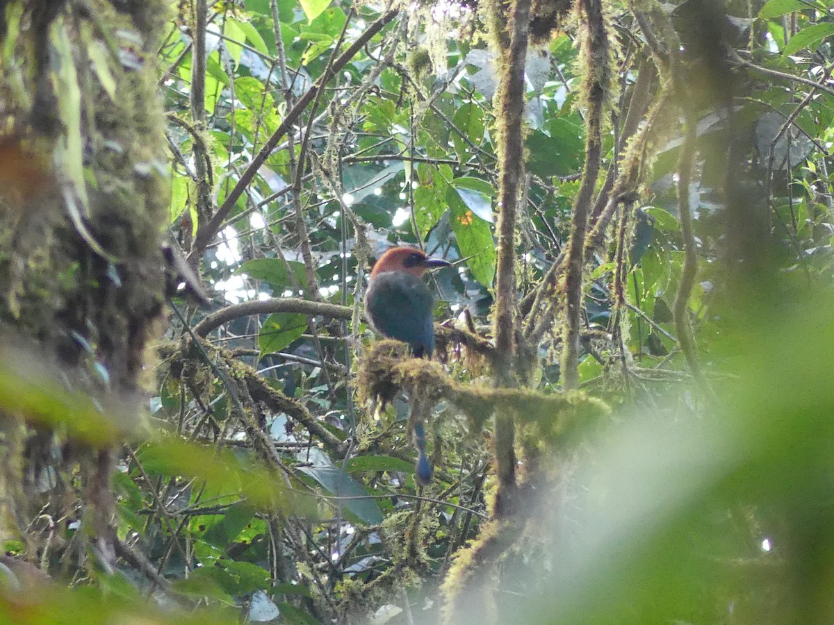 Broad-billed Motmot - ML628129505