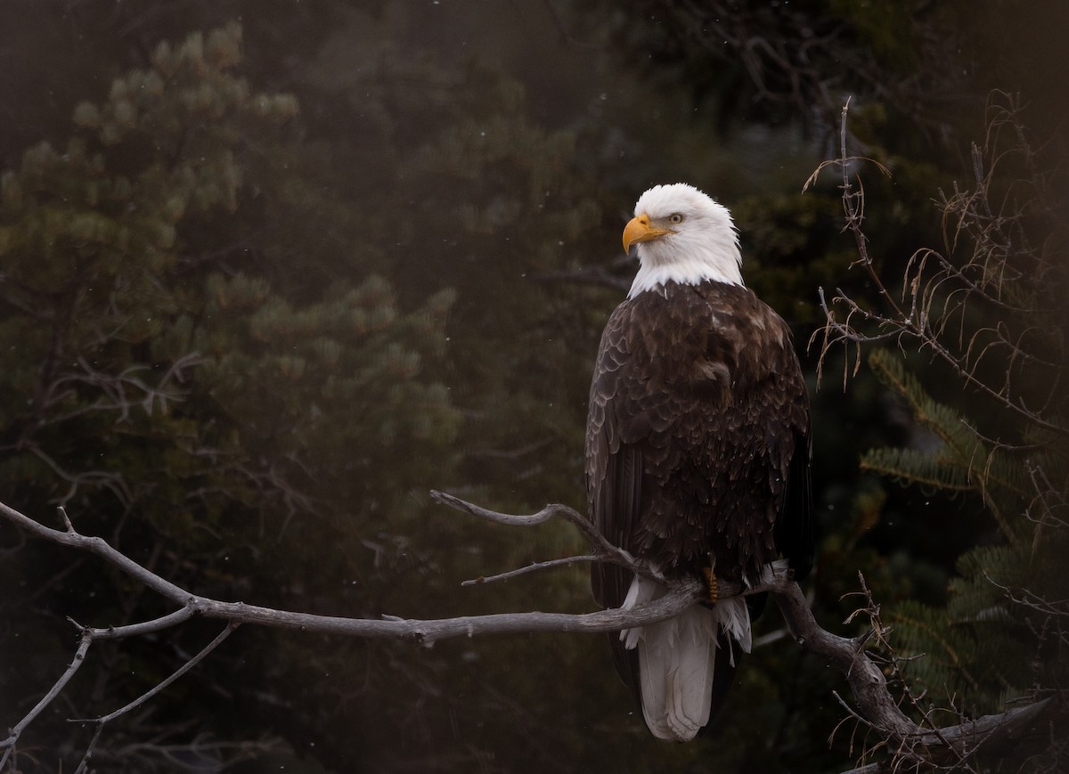 Bald Eagle - ML628129754