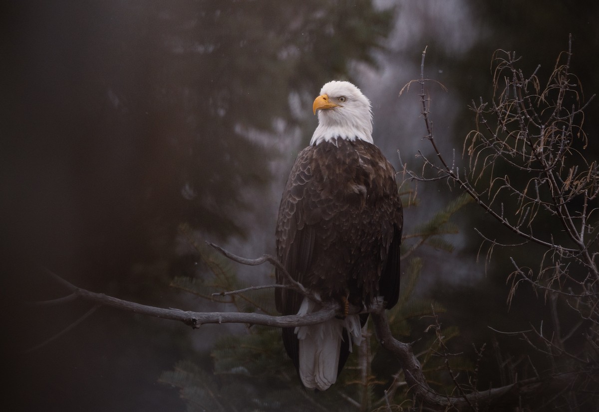 Bald Eagle - ML628129755