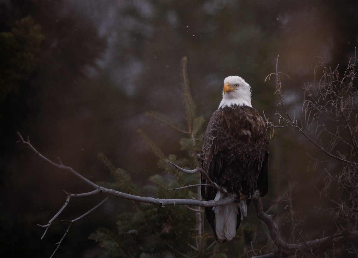 Bald Eagle - ML628129756
