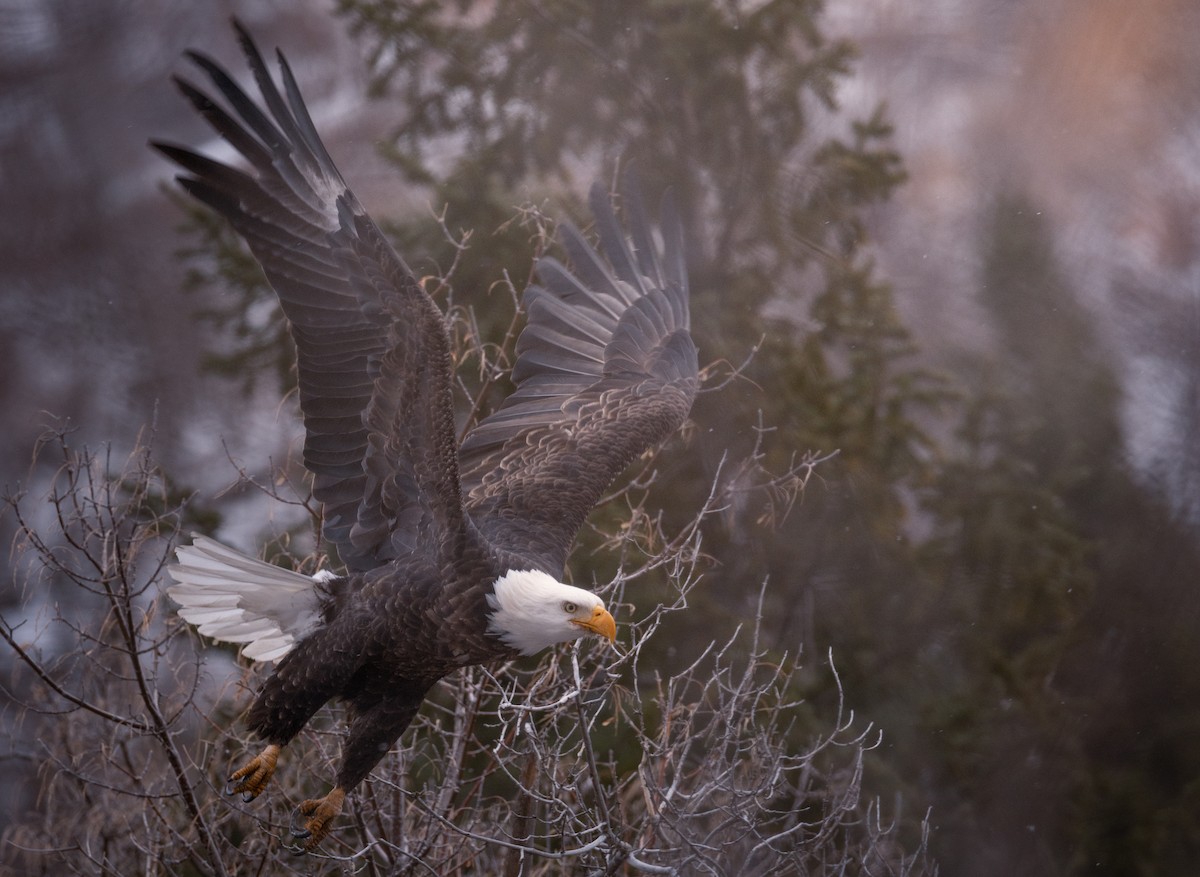 Bald Eagle - ML628129757
