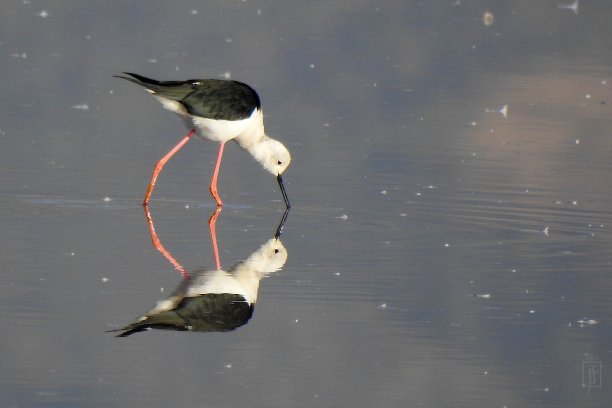 Эгэл хилэн жигүүр - ML628129781